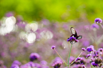 Butterfly with flowers in the garden