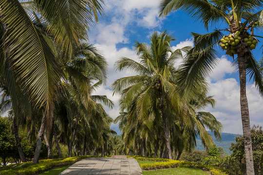 Background photo : coconut trees cloudy and sky