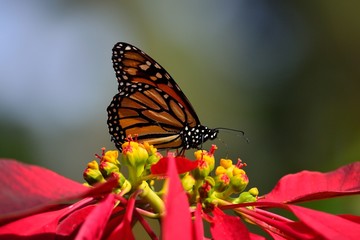 Monarch butterfly on poinsettia, Danaus plexippus and Euphorbia pulcherrima