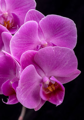 Fototapeta na wymiar Pink orchid flower isolated on black background