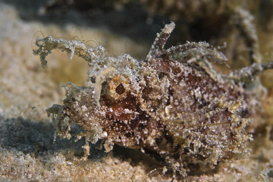Ambon Scorpionfish, Ambon Scorpionfish (Pteroidichthys amboinensis)
