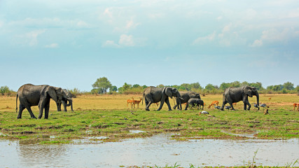 Naklejka na ściany i meble African Vista with elephants, Puku Anteopes, Baboons and crested cranes against a natural lush green plains background, South Luangwa National Park, Zambia, Southern Africa