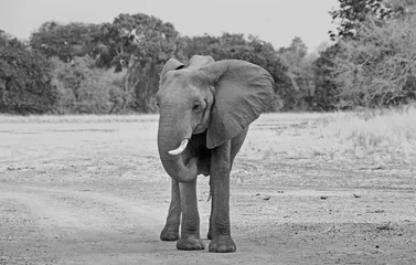 Foto op Aluminium Large African Elephant standing on the open plains with a natural bush background in South Luangwa National Park, Zambia © paula