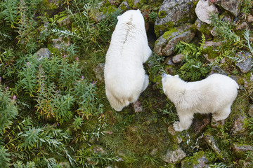 Polar bear with his cub. Wildlife animal background. © h368k742