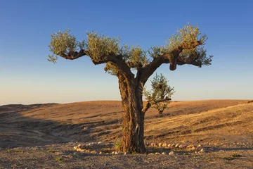  Olive tree in the desert, Morocco © eyewave