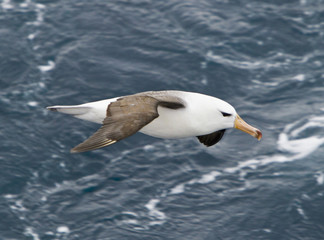 Albatross in flight over the South Atlantic