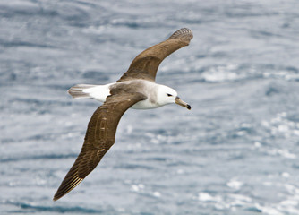 Albatross in flight over the South Atlantic