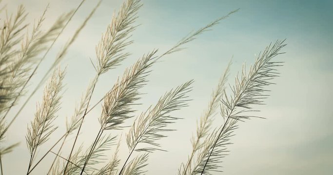 abstract softness white Feather Grass in the wind with retro sky  background and space in evening time , nature relaxing and freshness concept , 4k dci resolution