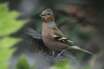 Buchfink schaut erregt, Fringilla coelebs