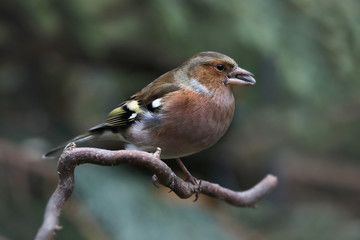 Buchfink mit Futter im Schnabel, Fringilla coelebs