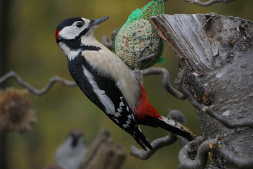 Buntspecht hängt an Meisenknödel, Dendrocopos major