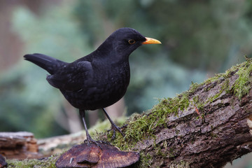 Amsel sitzt auf Baumstamm, Turdus merula