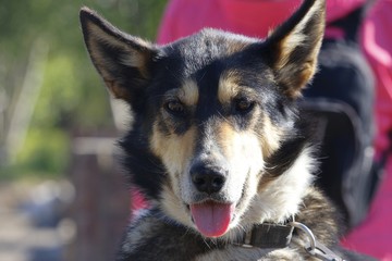 Husky, Norwegen, Norway, Tromsø