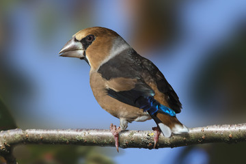 Kernbeißer sitzt auf Ast, Coccothraustes coccothraustes