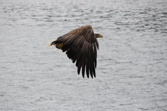 Norwegen, Norway, Seeadler, Sea Eagle, Lofoten