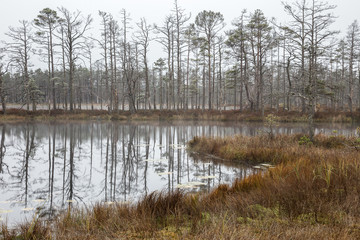 The boggy lake in the wood. Cloudy evening late fall. Not big fog, reflection of trees in water. Latvia, 