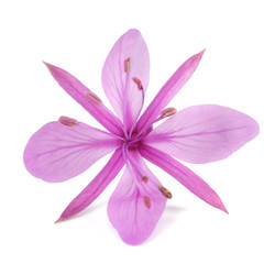 Pink Alpine willowherb flower