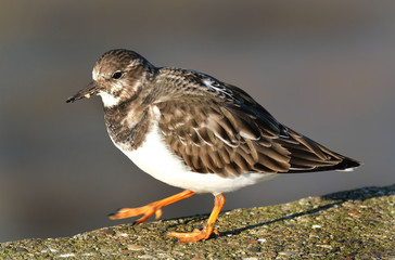 Turnstone, small wader searching for food.