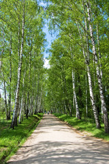 Birch Alley in Yasnaya Polyana