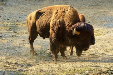 The American bison Bison bison , also commonly known as the American buffalo or simply buffalo.