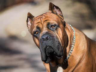 Portrait of Italian cane-corso dog in the park