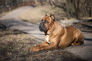 Italian cane-corso dog lie in the park