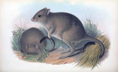Bettong. 