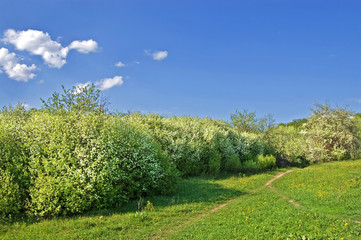 Fields and woods in Yasnaya Polyana, the former estate of the writer Leo Tolstoy