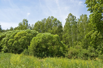 Obraz premium Fields and woods in Yasnaya Polyana, the former estate of the writer Leo Tolstoy