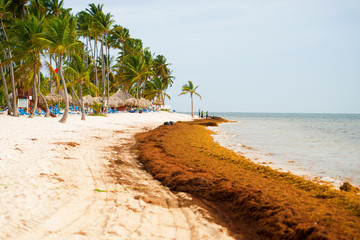 The coast of a beautiful beach is polluted with algae.