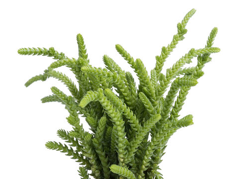 faux succulent arrangement Uttermost 60233 Seaside Breeze Succulents
