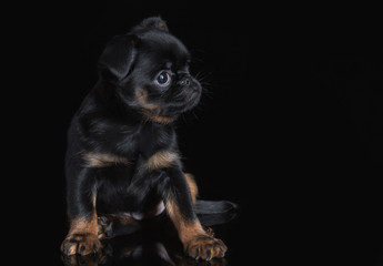 Small puppy of petit brabanson isolated on the black background