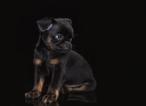 Small puppy of petit brabanson isolated on the black background
