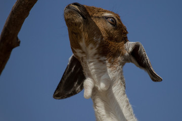 photo of a young goat with blue sky back ground