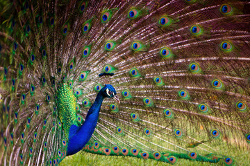 Obraz premium Portrait of a peacock with a loose tail.