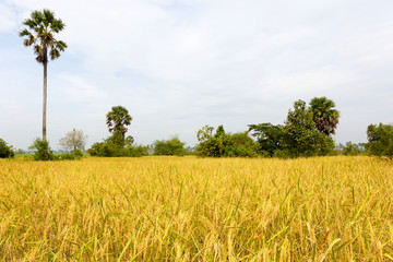 Rice Field Landscape Just Before Harvesting