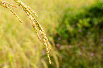 Rice Grain on Its Stalk in Paddy Field Ready for Harvesting
