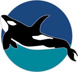 Orca vector illustration