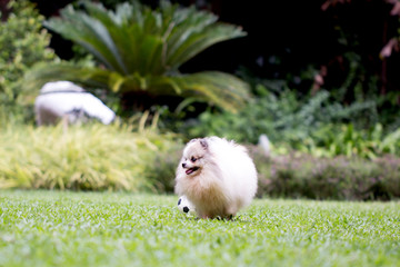 Cute Pomeranian dog and outdoor garden and running