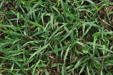 Spring or summer abstract scenes. Nature background with water drops on a green grass macro.