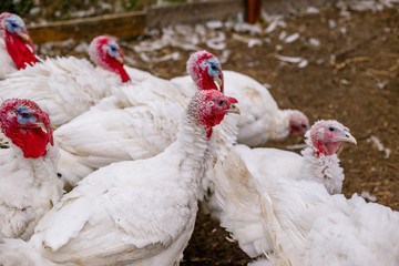 Breeding turkeys on a farm.