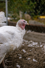 Breeding turkeys on a farm.