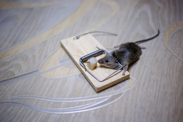 Dead mouse in a mousetrap on the floor.