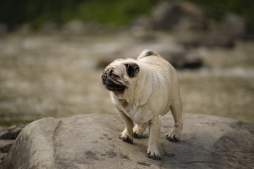 A beautiful little pug on a mountain river
