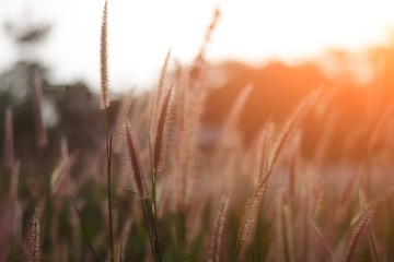 Obraz premium grass flowers in vintage style for natural background