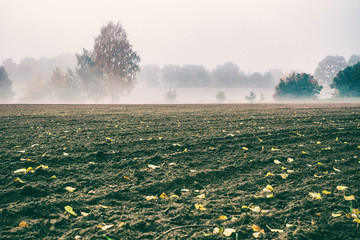 Nebel auf dem Feld