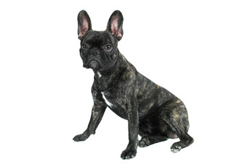 Black french bulldog