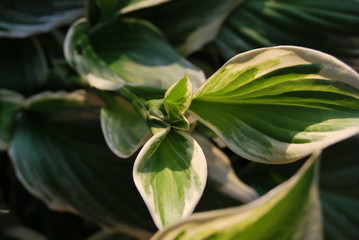 Funkie (Hosta) - Blütenknospen in der Sonne