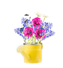 Spring flower,muscari, ble hyacinth isolated on white background