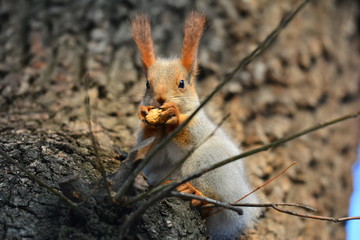 Red squirrel eats a nut on a tree. Close up